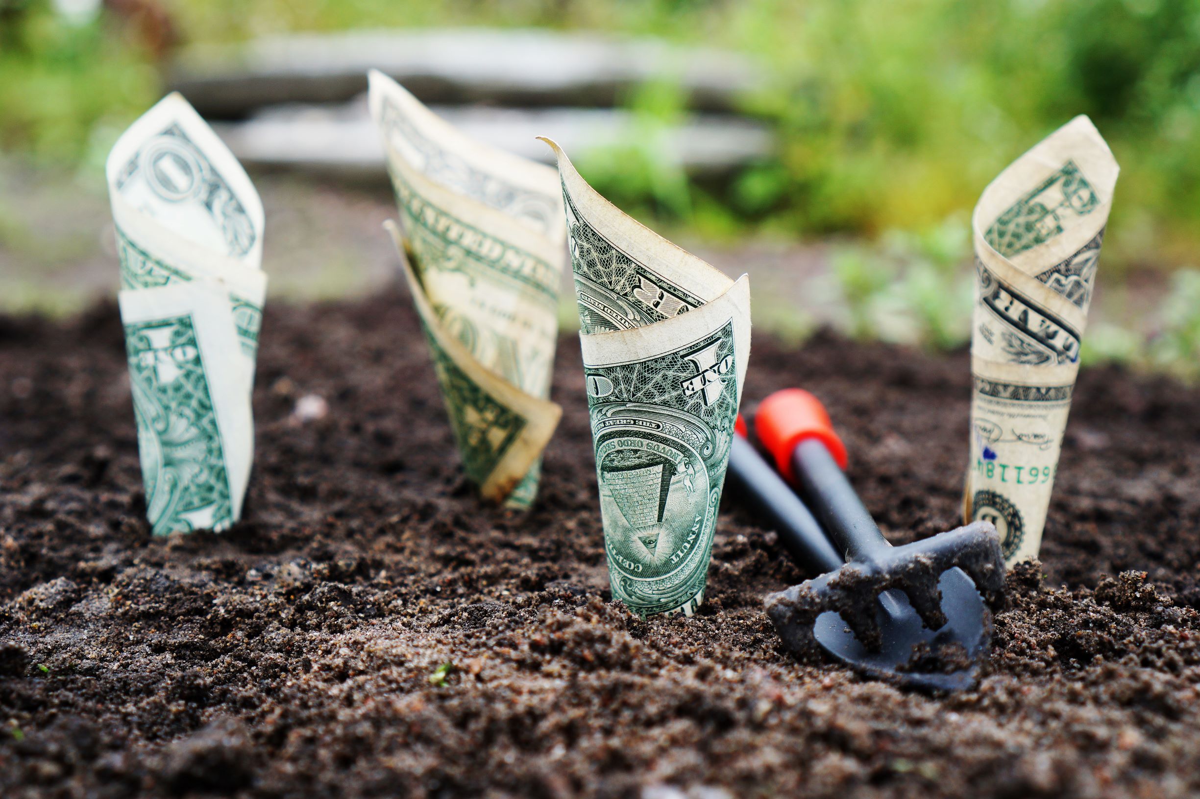 Four dollar bills shaped into cones stuck vertically into a garden bed of dirt next to a trowel and rake.