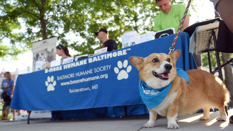 A corgi sits in front of a table covered with a blue banner that says 