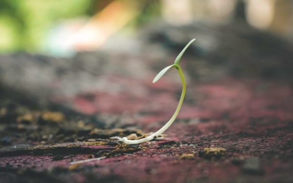 Small green sprout pushes through dirt.