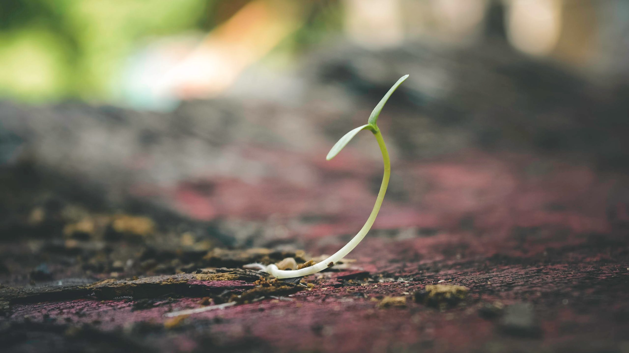 Small green sprout pushes through dirt.