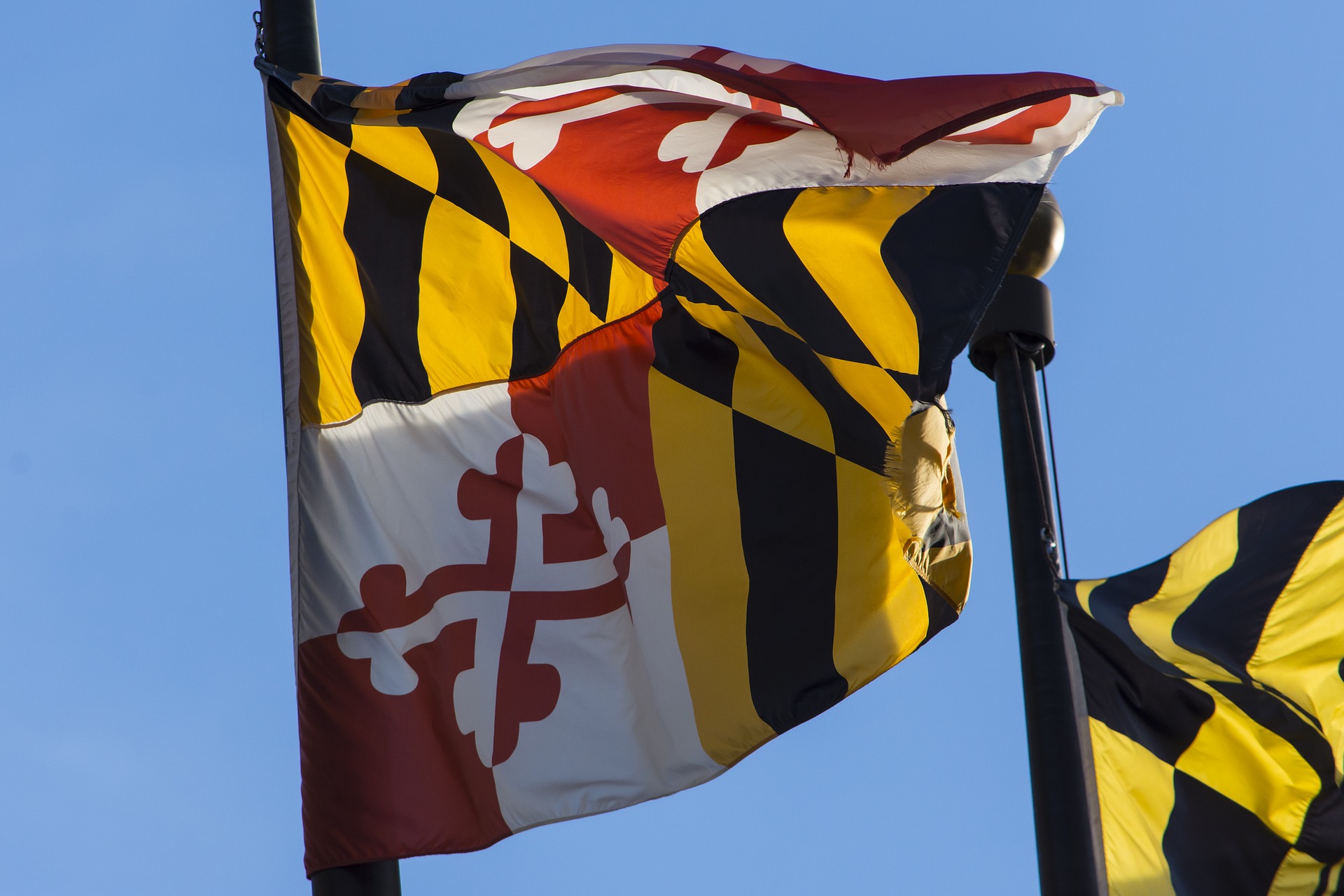 Maryland flag blowing in wind.