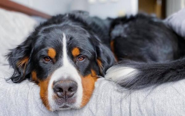 Bernese Mountain dog laying down on a gray bed